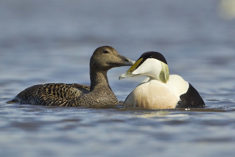 Eider | The Wildlife Trusts